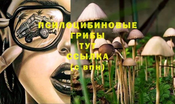 сатива Аркадак